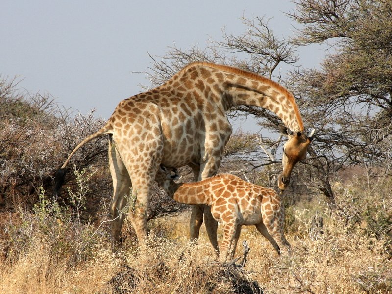 mom giraffe caring for junior etosha mom giraffe caring for junior etosha