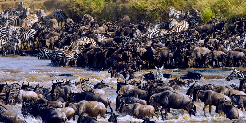 Wildebeest and Zebra cross Mara river