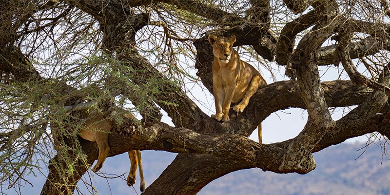 Tree climbing lion at Lake Manyara National Park