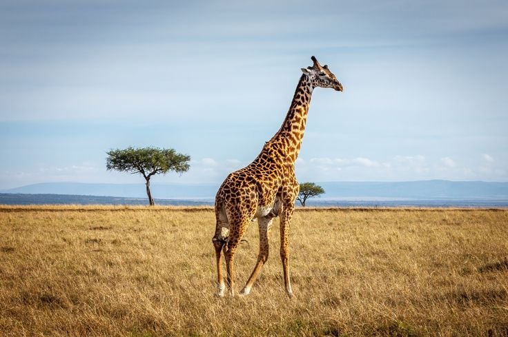 Giraffe inside Ngorongoro Crater