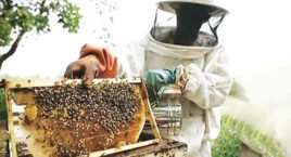3 IMPORTANT LIFE LESSONS WE CAN LEARN FROM BEES