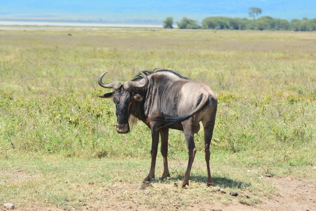 An image to display wildebeest animal. 