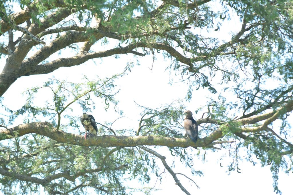An image to display Buzzard birds on the tree.