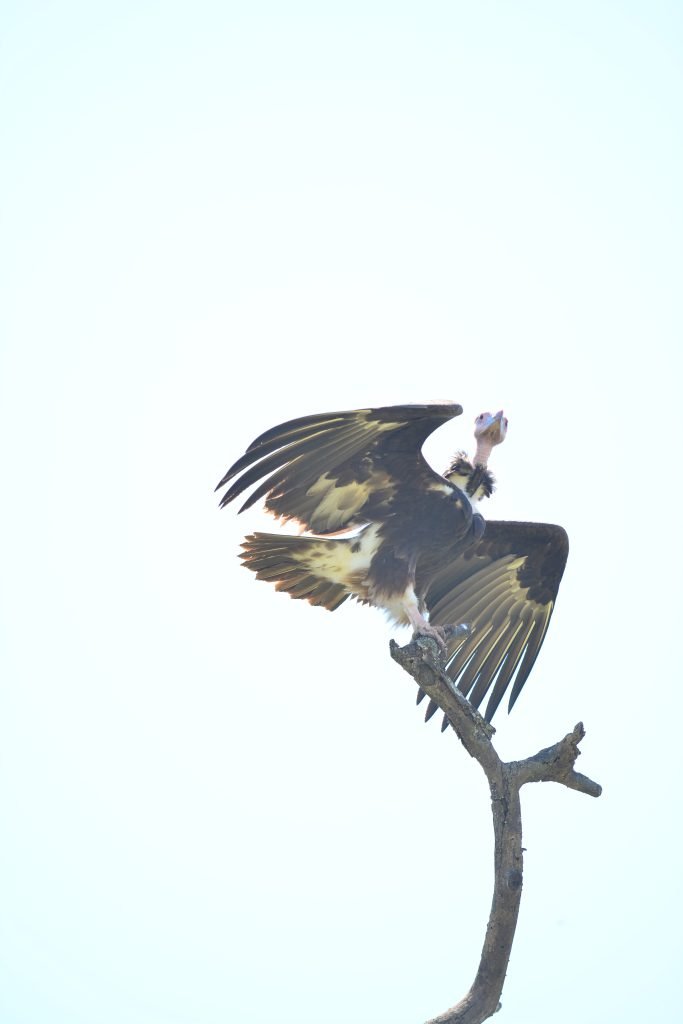 An image to display Vulture Bird