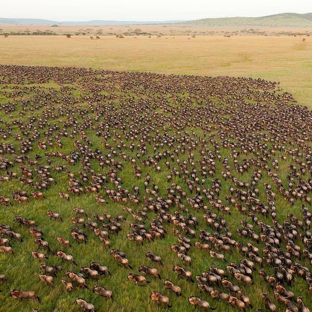 image to Display The wildebeest migration at Serengeti national park.
