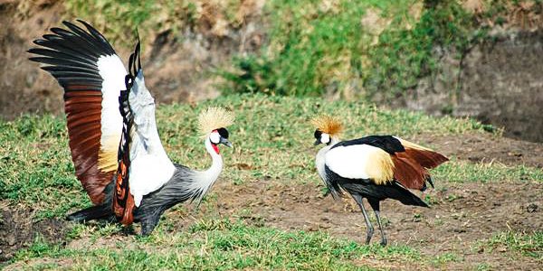 An image to display grey crowned crane birds