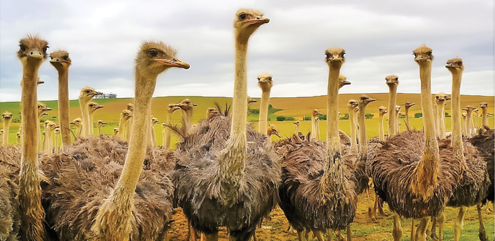 Image to display Ostrich herd..