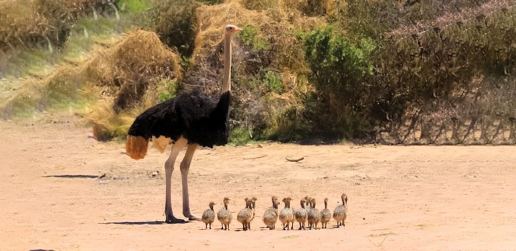 Image to display ostrich with its chicks..
