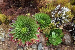 Image to display endemic plants on Mount Kilimanjaro