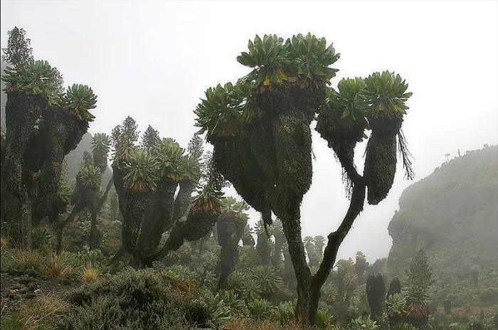 Image to display a bizarre plant on the slope of Mount Kilimanjaro