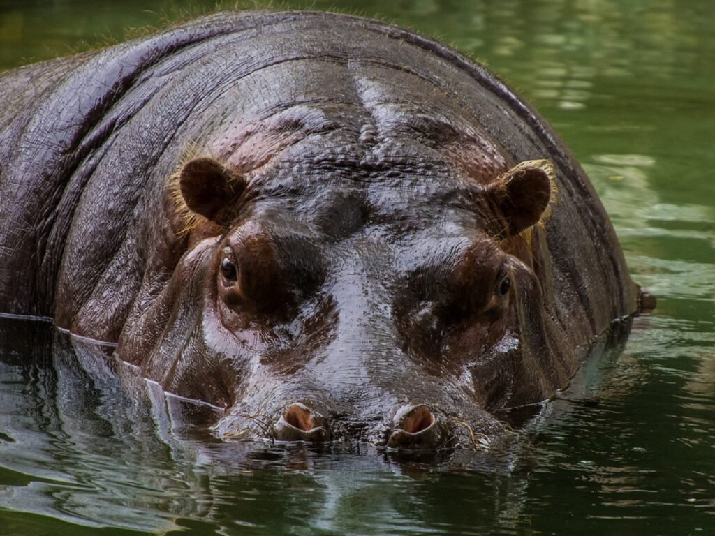 Hippopotamus with reddish sweat on its skin, showcasing nature’s built-in sunscreen