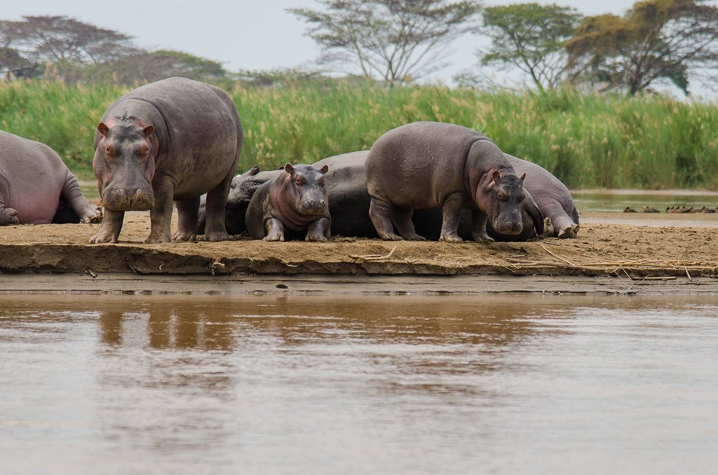 A memorable hippopotamus safari experience: Hippos resting together near water.