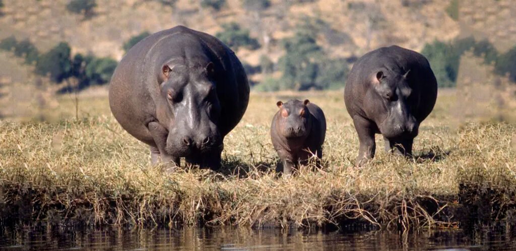 HIPPOPOTAMUSES THE MIGHTY RIVER GIANTS