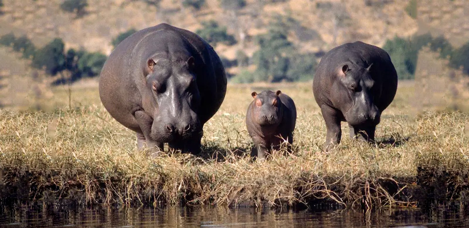 Family of hippos with a cub in the wild