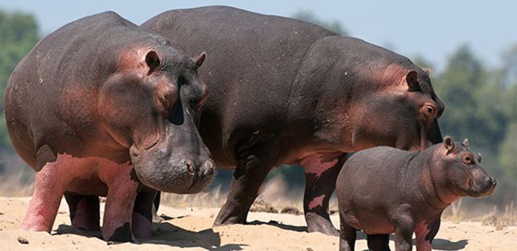 Experience a thrilling hippopotamus safari experience with hippos in their natural habitat