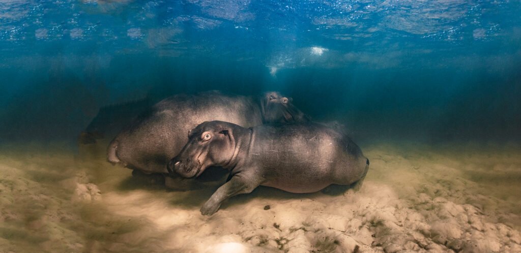 Spotting hippos on your hippopotamus safari experience while they swim and interact in the water