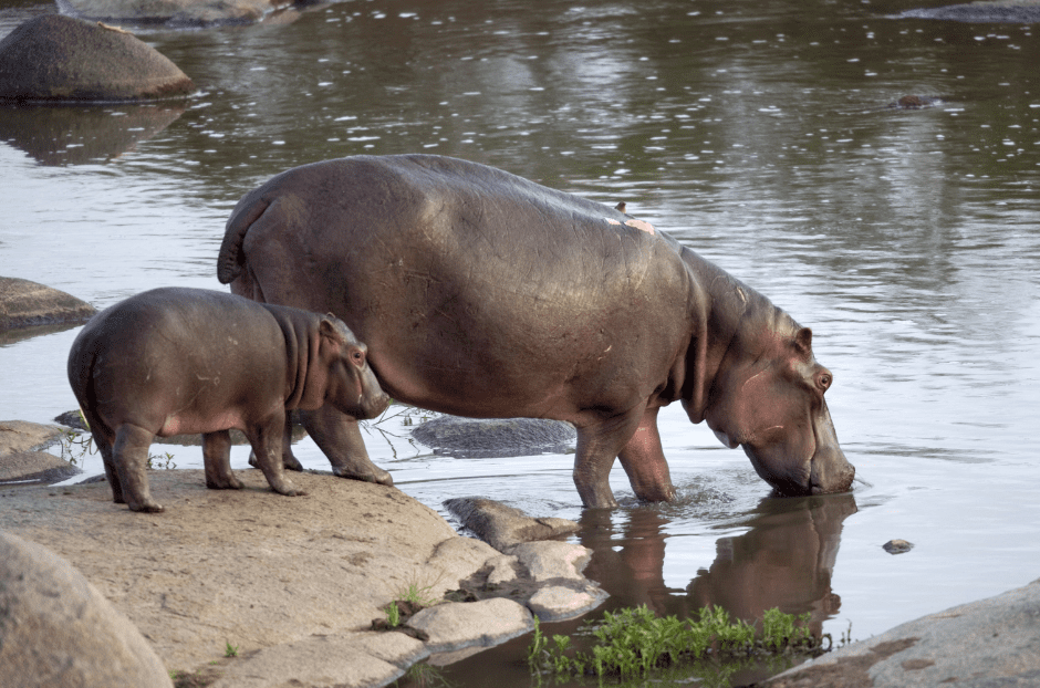 Hippopotamus mother and calf drinking water together by the river