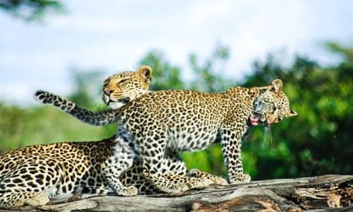 Leopard of Tanzania