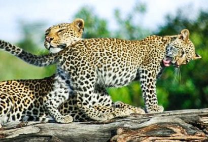 leopard two leopard