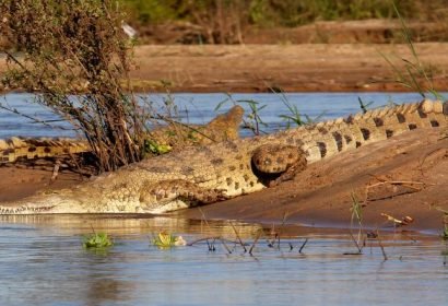 Plenty of Nile Crocodiles along the banks of the lakes and Rufiji River of Selous
